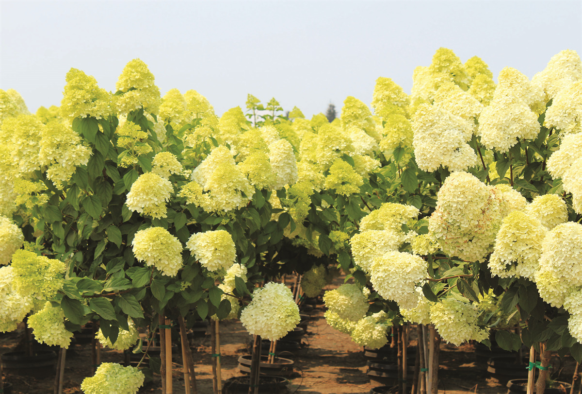 Hydrangea paniculata 'Zwijnenburg' PP12874