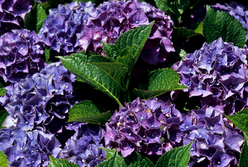 Hydrangea macrophylla 'Glowing Embers'