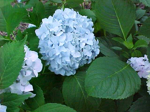 Hydrangea macrophylla 'Nikko Blue'
