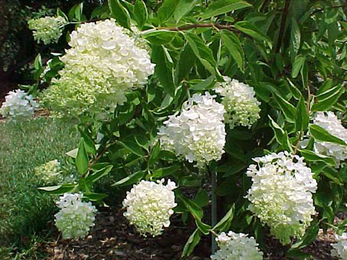 Hydrangea paniculata 'Grandiflora'