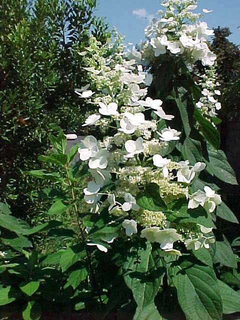 Hydrangea paniculata 'Tardiva'