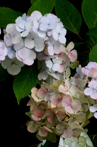 Hydrangea x preziosa