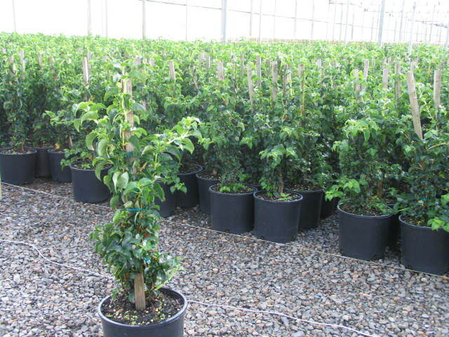 Hydrangea anomala var. petiolaris