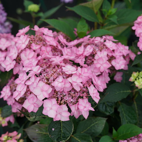 Let's Dance Cancan™ Mountain Hydrangea