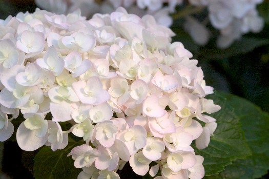 Hydrangea macrophylla 'Blushing Bride' PP17169