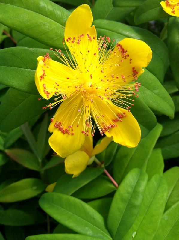 Hypericum calycinum