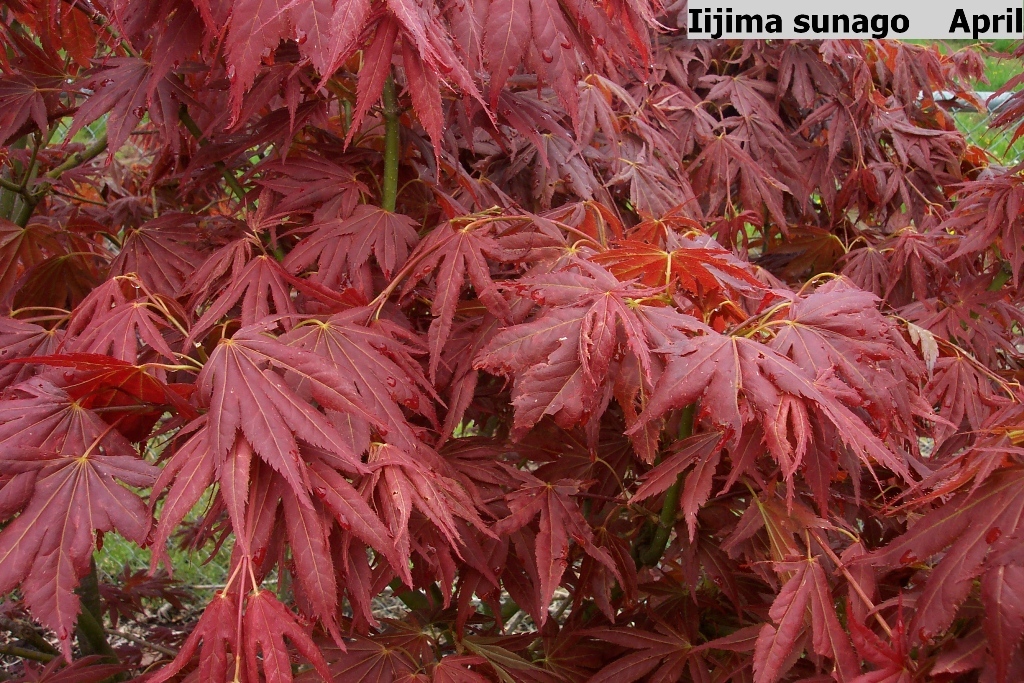 Acer palmatum 'Iijima Sunago'