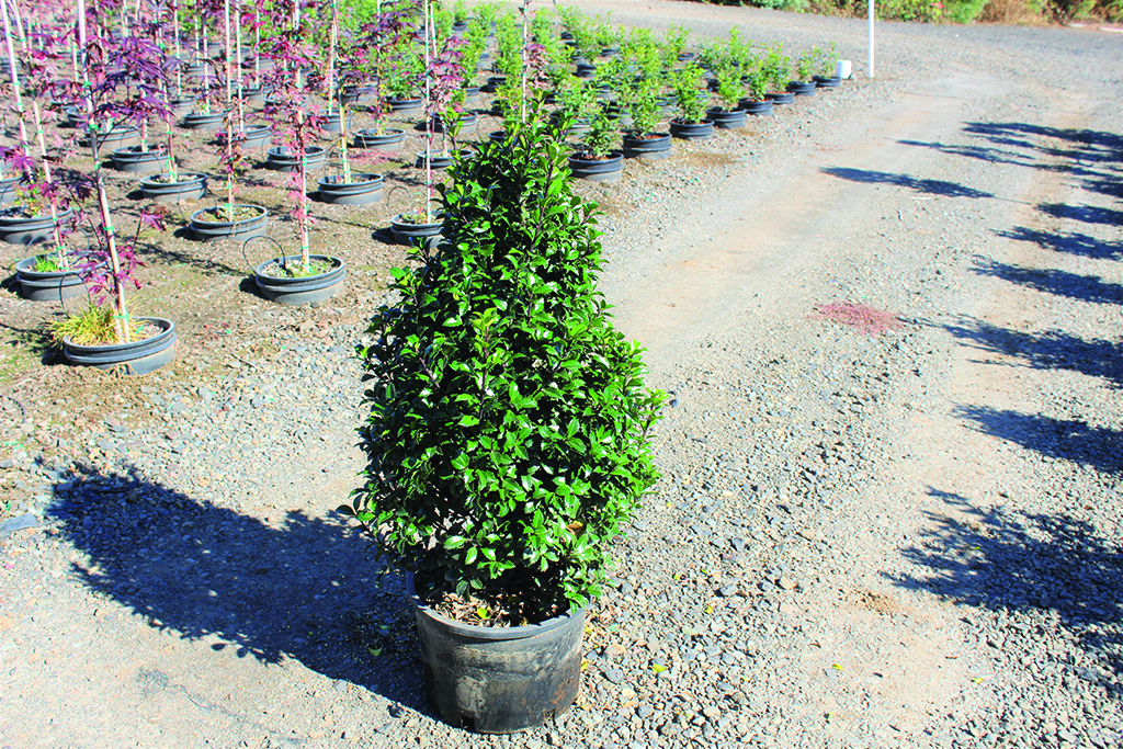 Ilex x meserveae 'Blue Prince'