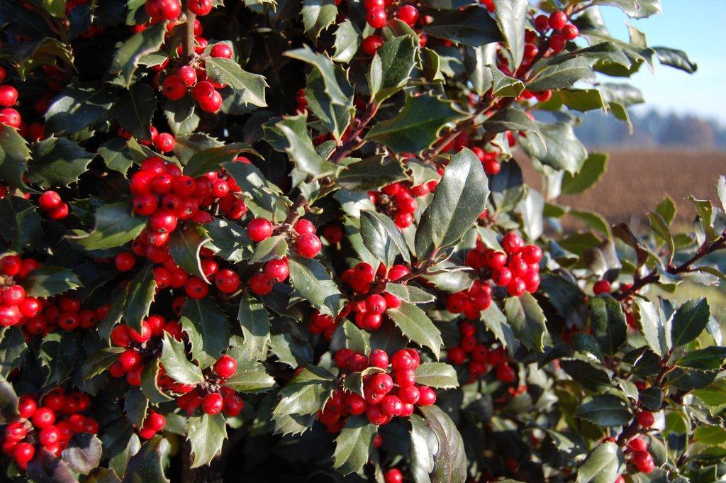 Ilex centrochinensis x I. aquifolium 'Centennial Girl' PP10750