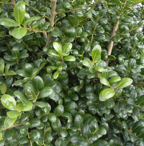 Ilex crenata 'Northern Beauty'