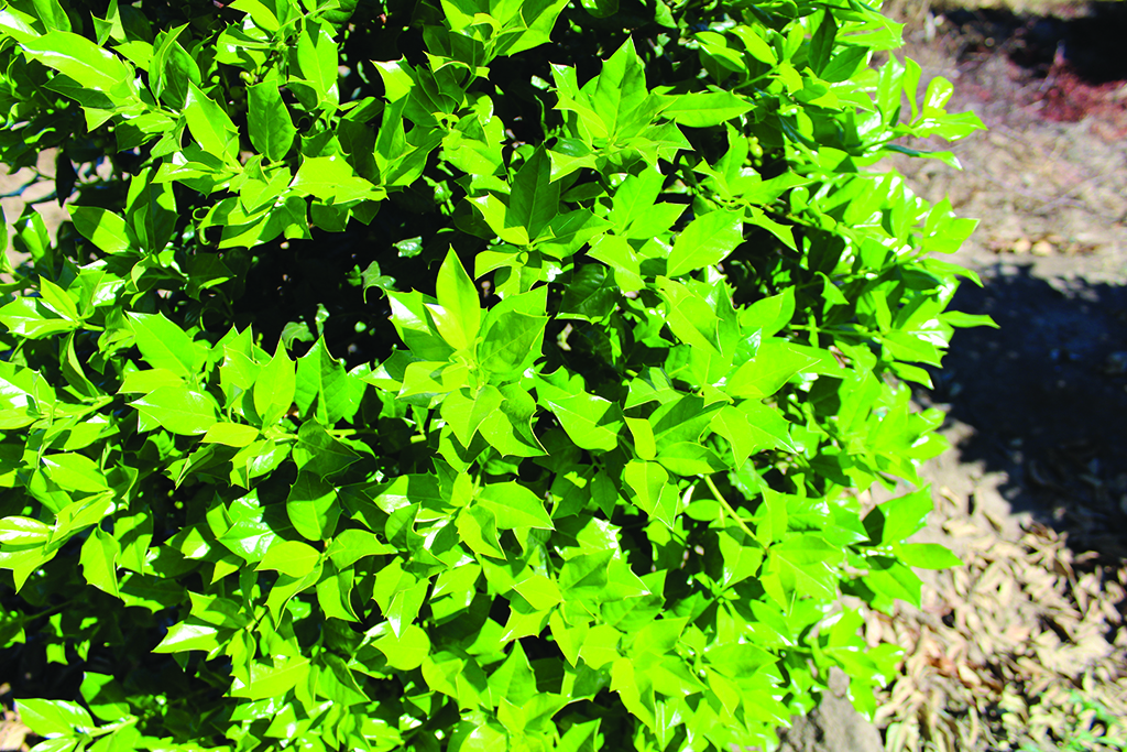 Ilex aquifolium 'Nellie R. Stevens'