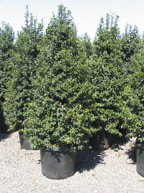 Ilex x aquipernyi 'Dragon Lady'