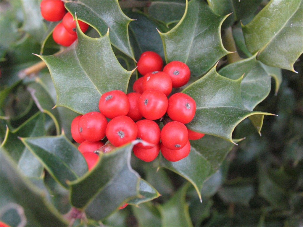 Ilex x aquipernyi 'Dragon Lady'