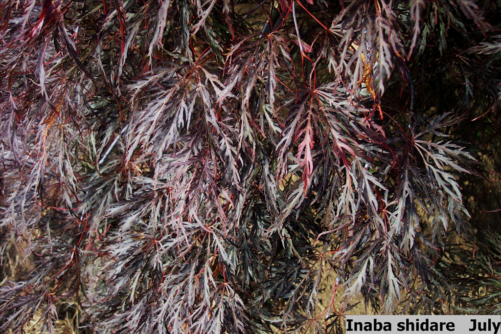 Acer palmatum var. dissectum 'Inaba shidare'