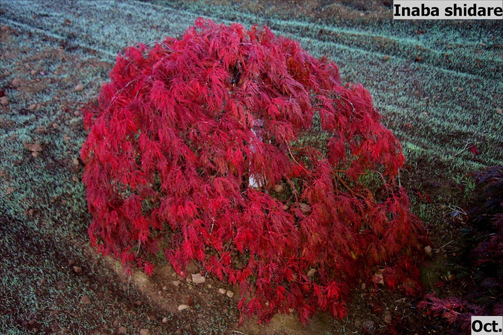 Acer palmatum var. dissectum 'Inaba shidare'