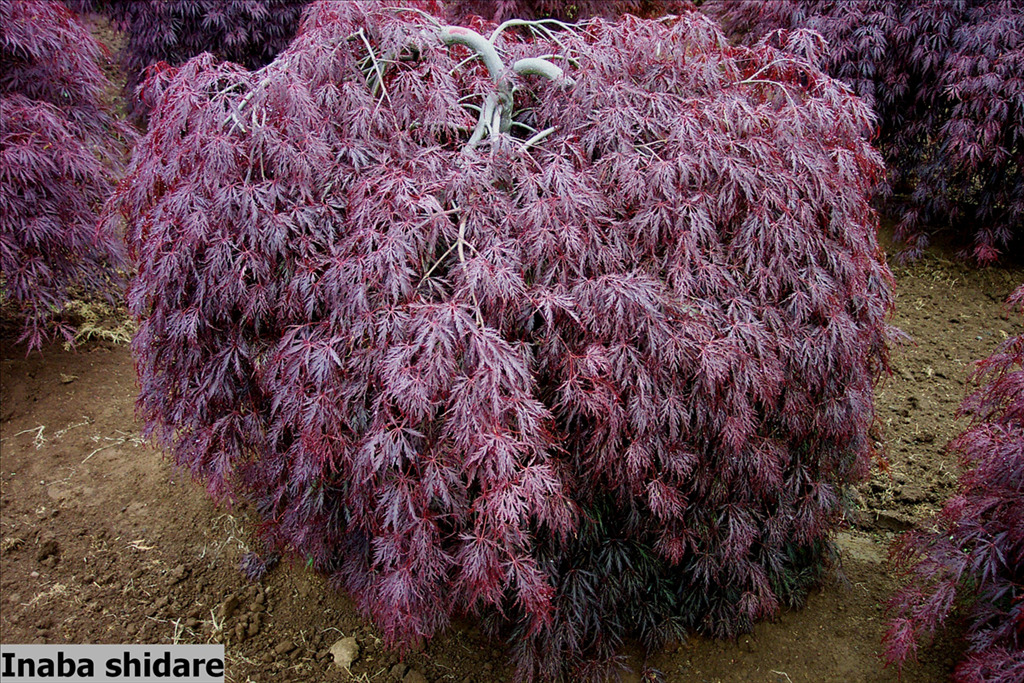 Acer palmatum var. dissectum 'Inaba shidare'