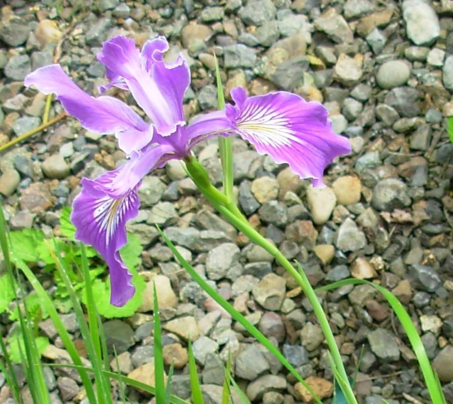 Iris tenax (Oregon Iris)