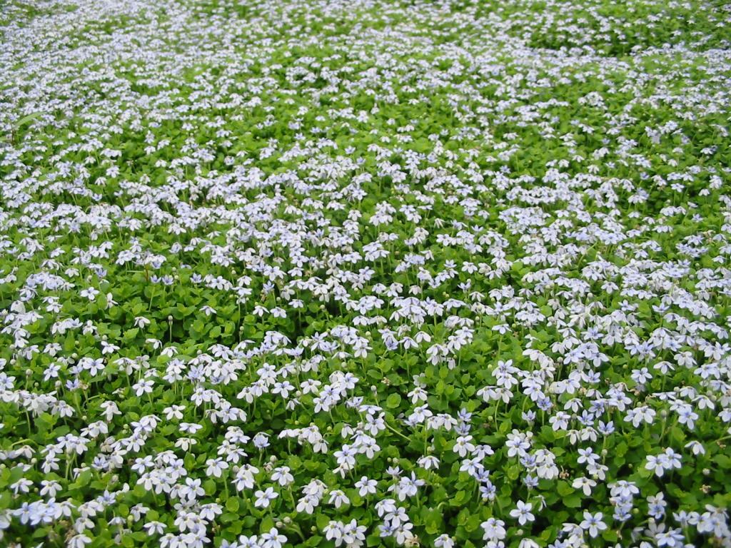 Isotoma fluviatillis