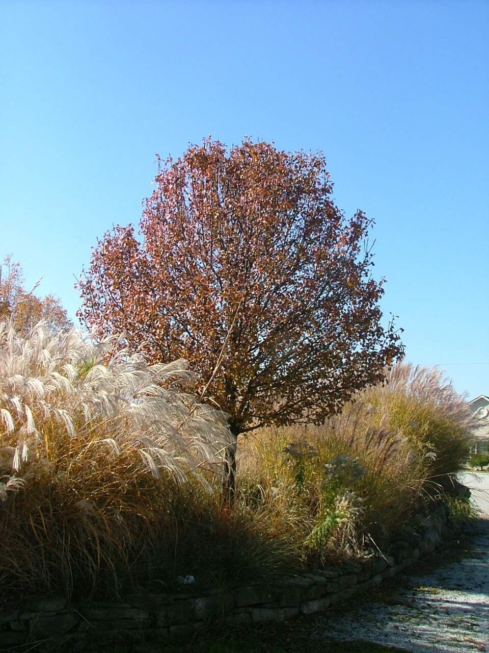 Pyrus calleryana 'Jaczam'