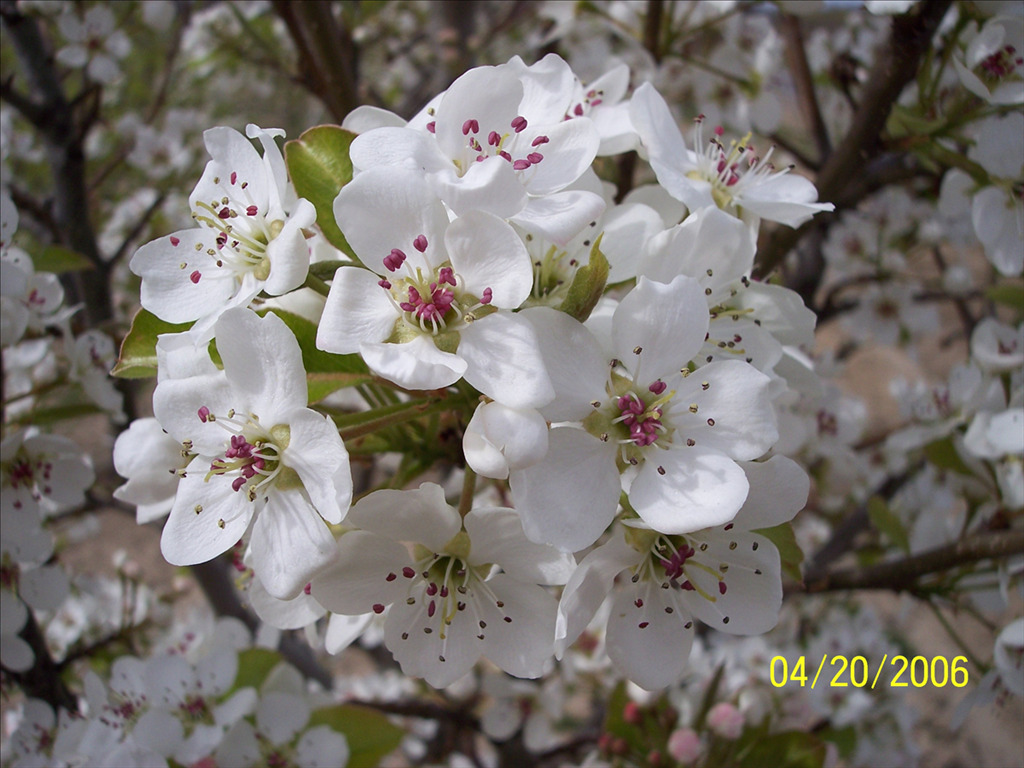 Pyrus calleryana 'Jaczam'