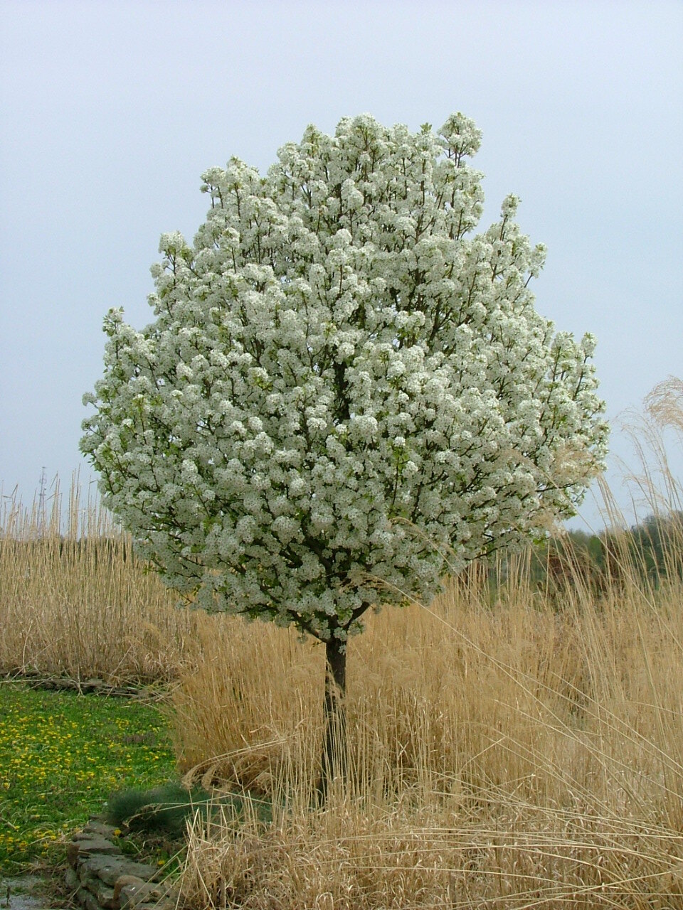 Pyrus calleryana 'Jaczam'