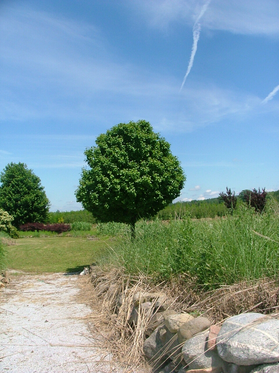 Pyrus calleryana 'Jaczam'