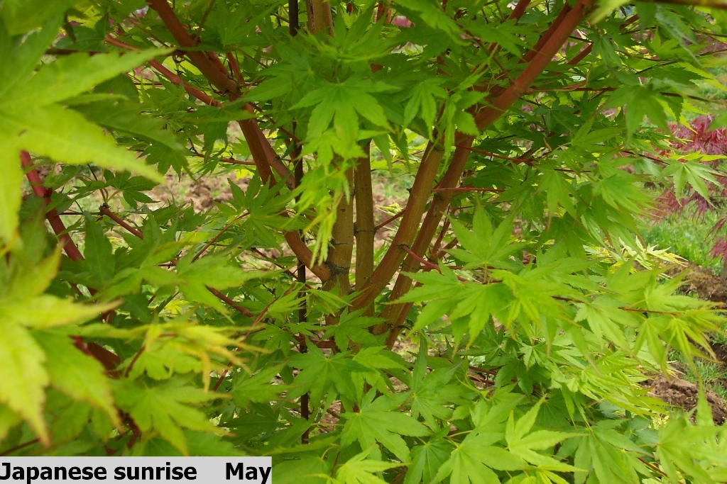 Acer palmatum 'Japanese Sunrise'
