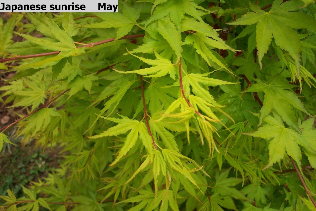 Acer palmatum 'Japanese Sunrise'