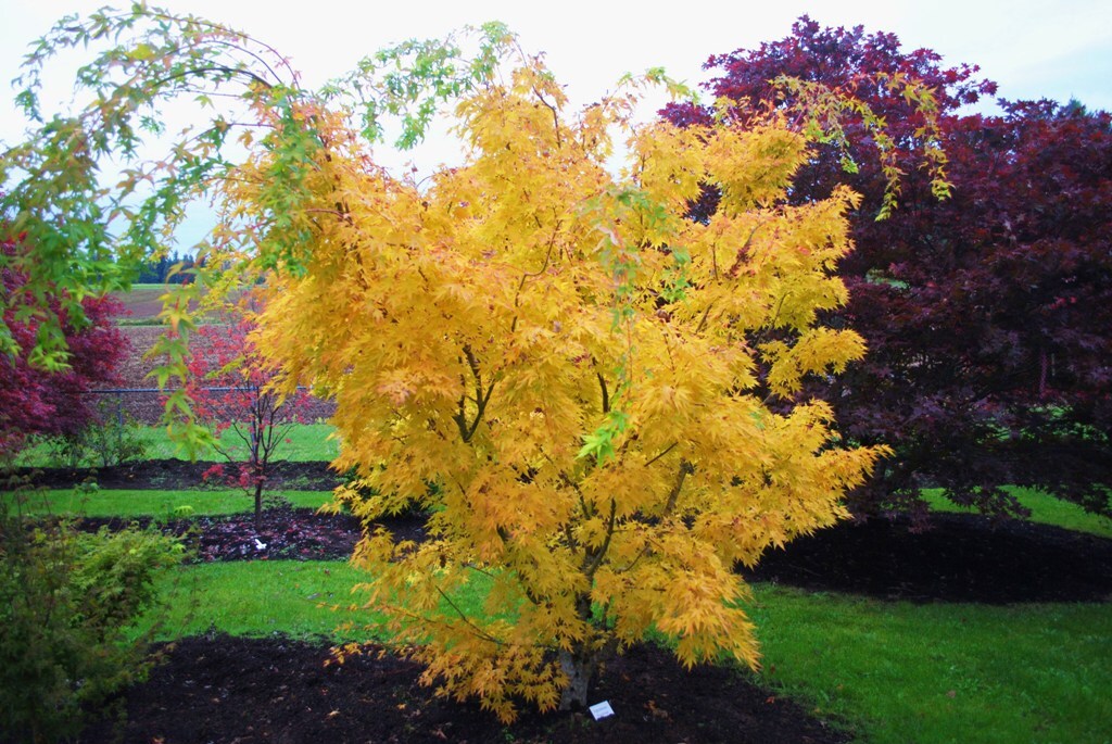 Acer palmatum 'Japanese Sunrise'