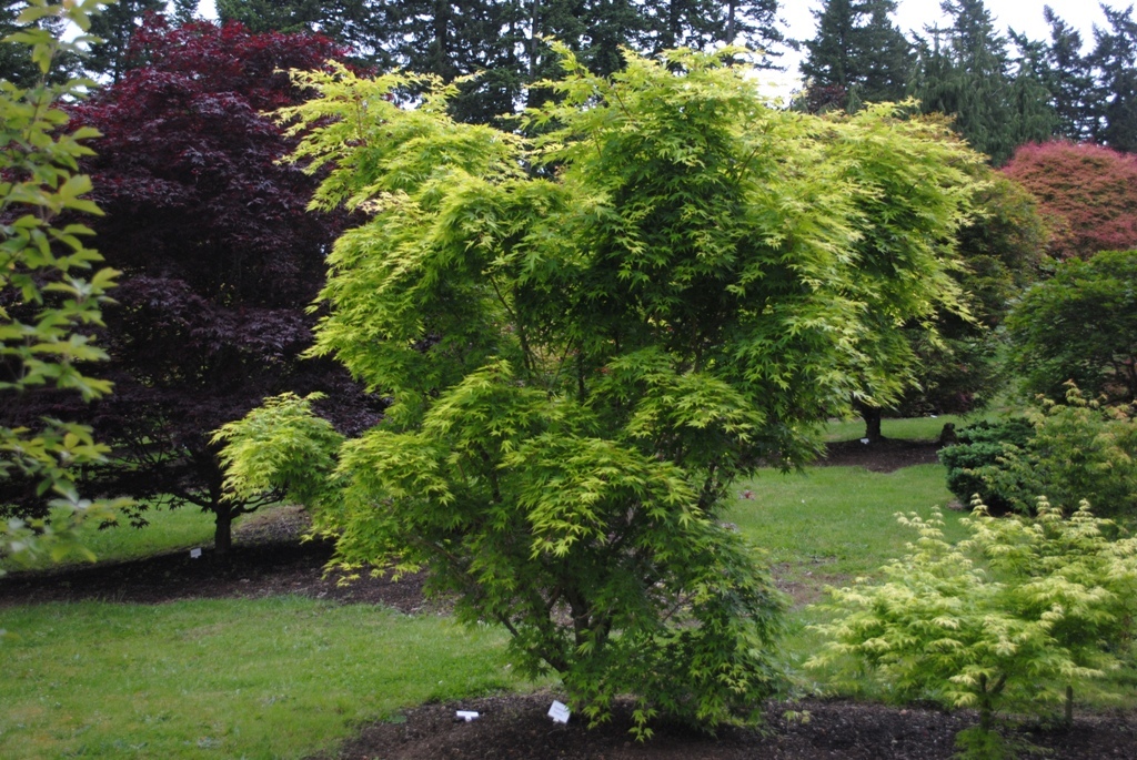 Acer palmatum 'Japanese Sunrise'