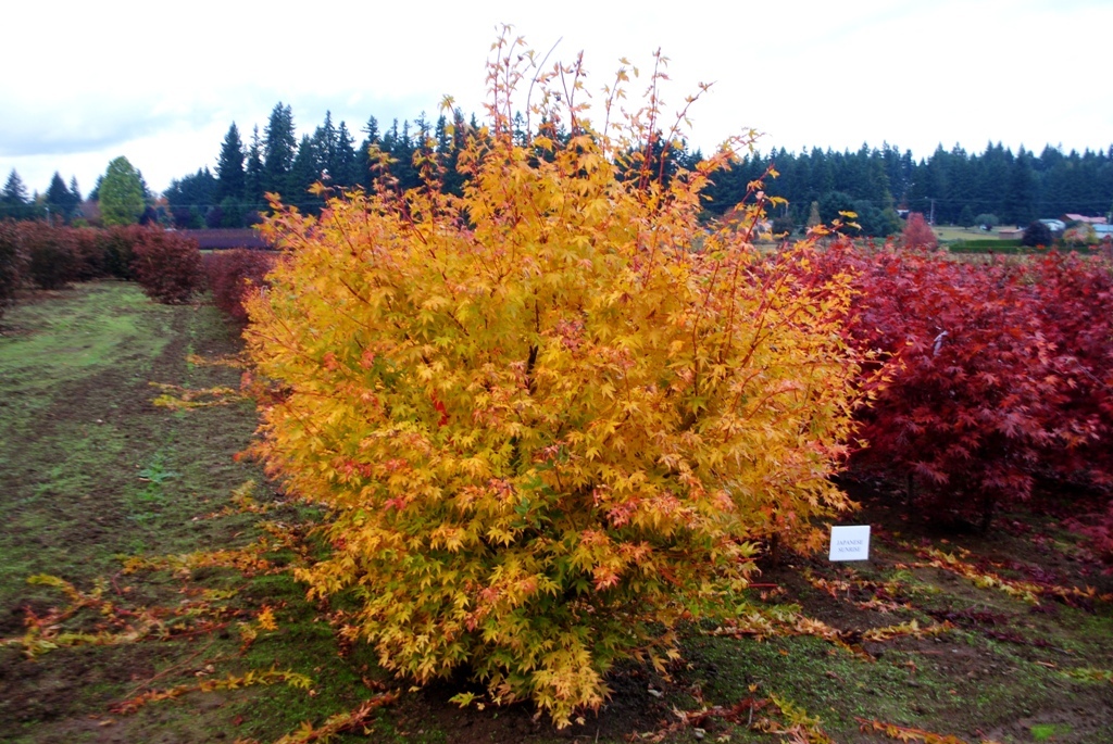 Acer palmatum 'Japanese Sunrise'