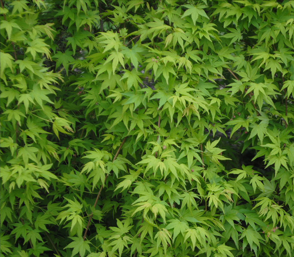 Acer palmatum 'Jiro shidare'
