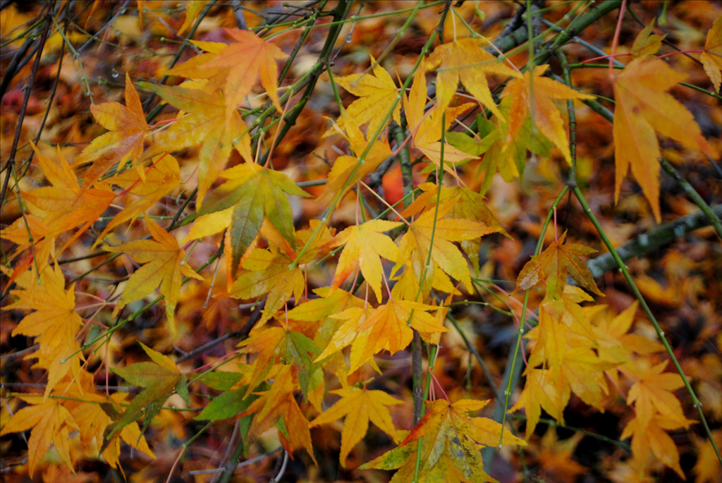 Acer palmatum 'Jiro shidare'
