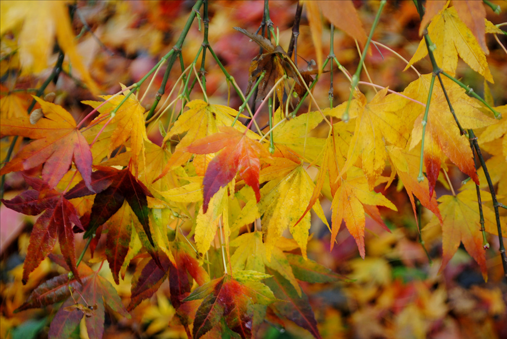 Acer palmatum 'Jiro shidare'