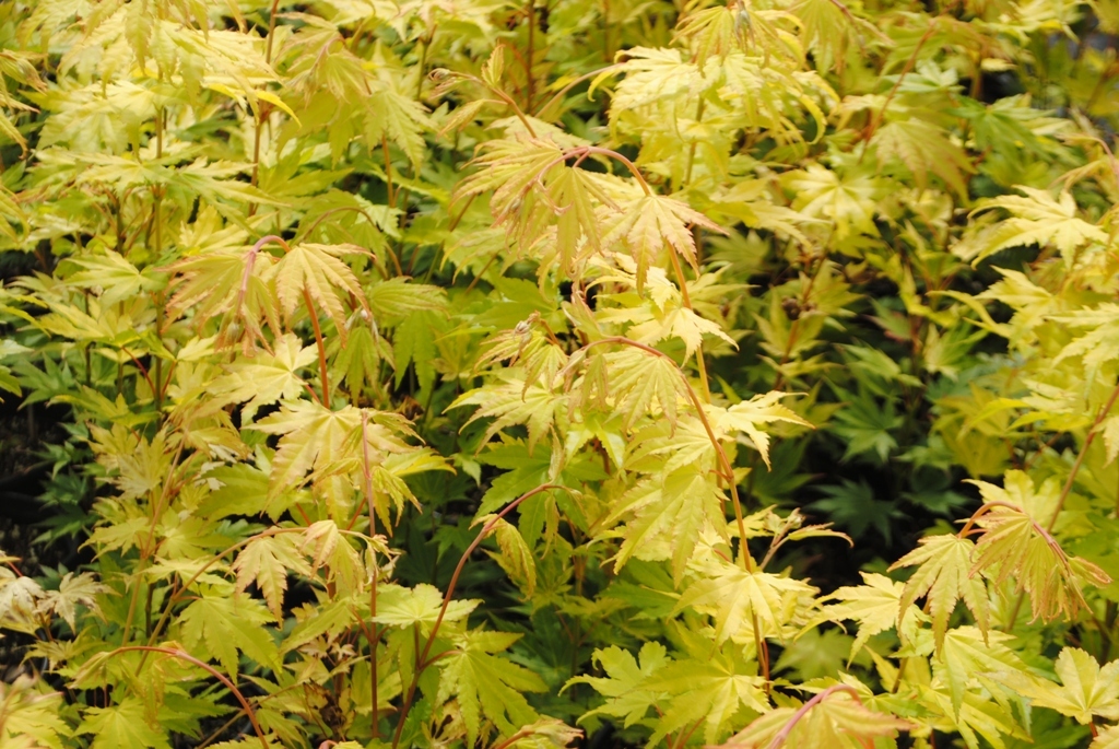 Acer shirasawanum 'Jordan'