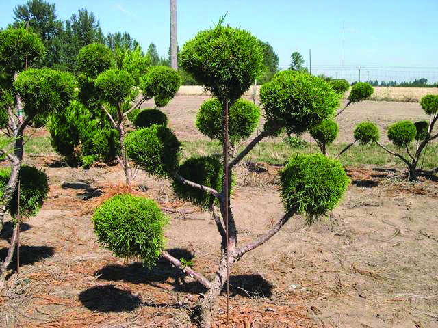 Juniperus chinensis 'Sea Green' Topiary