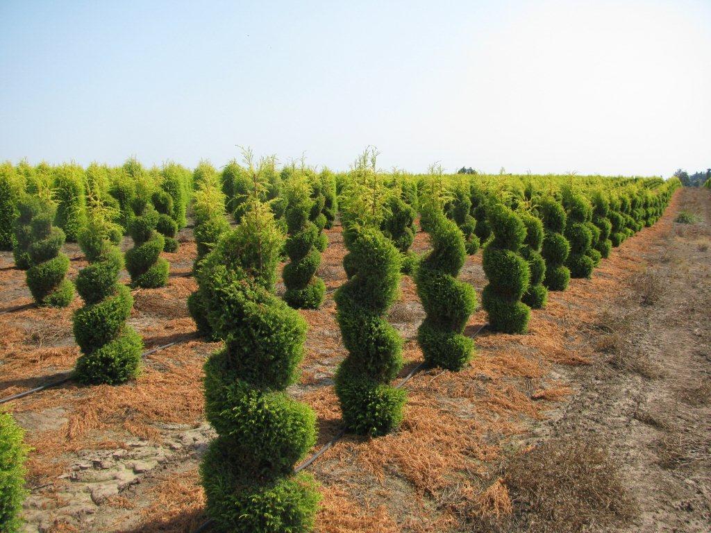 Juniperus communis 'Gold Cone'