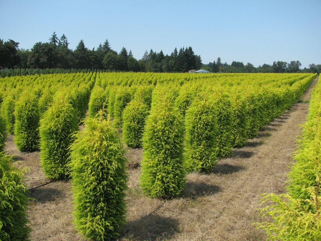 Juniperus communis 'Gold Cone'