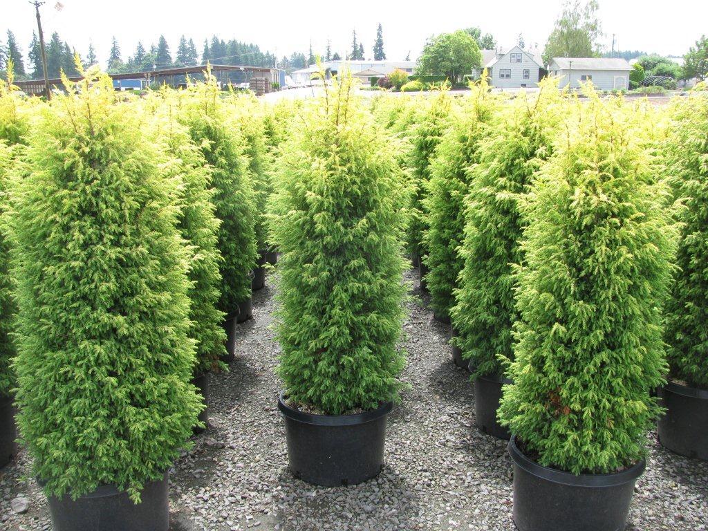 Juniperus communis 'Gold Cone'