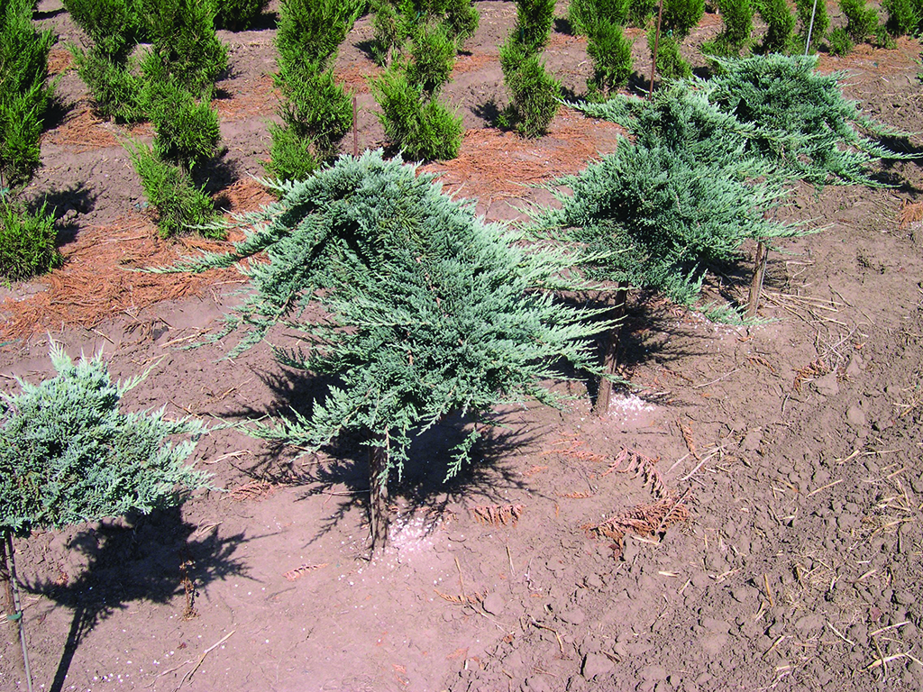 Juniperus horizontalis 'Wiltonii'