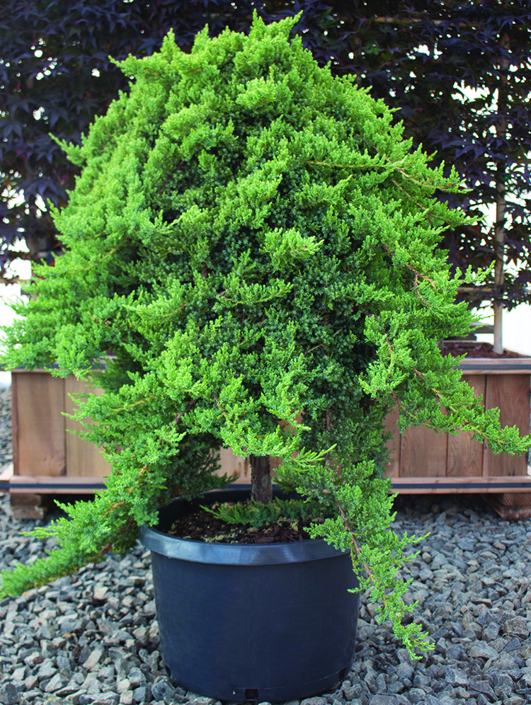 Juniperus procumbens 'Nana'