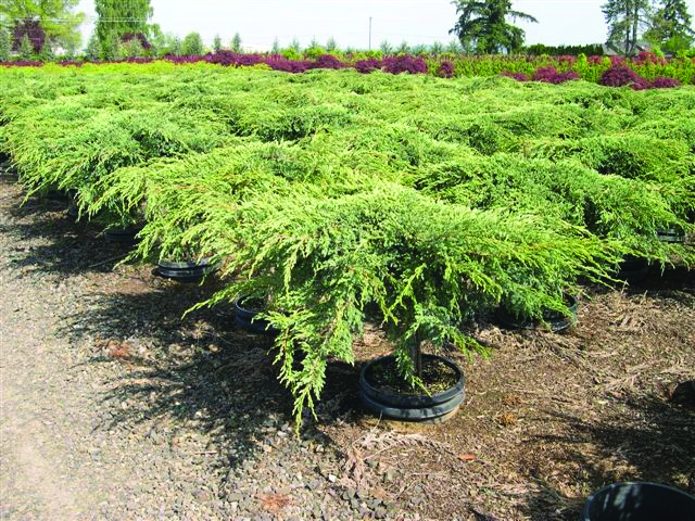 Juniperus squamata 'Blue Carpet'