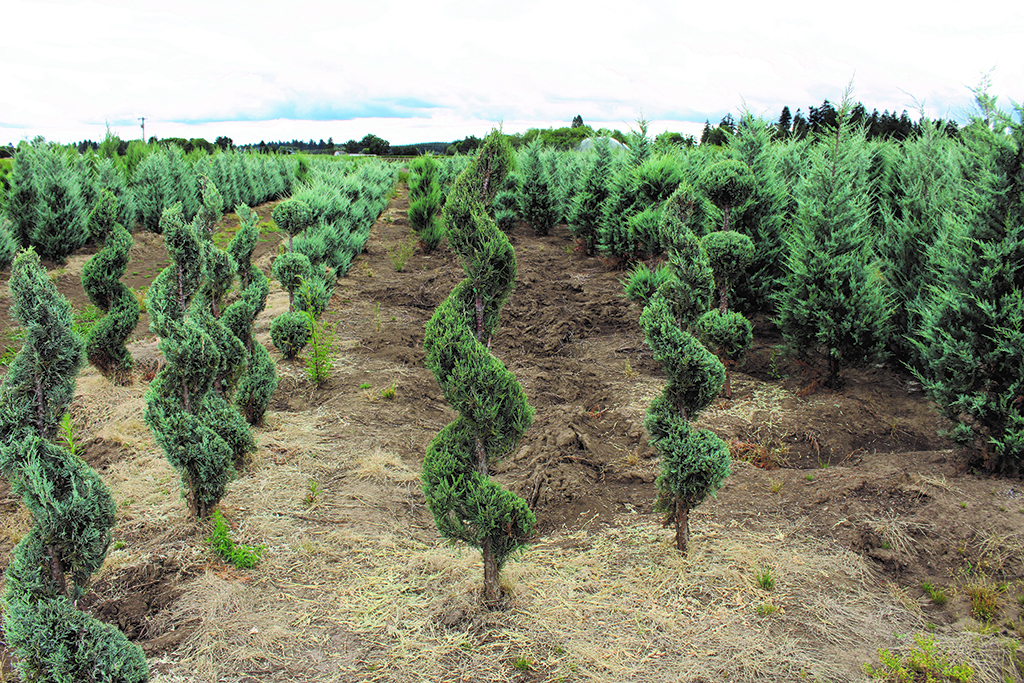 Juniperus scopulorum 'Wichita Blue' Spiral