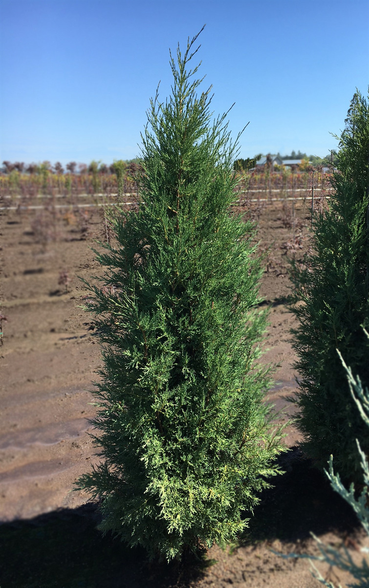Eshraghi Nursery - Juniperus scopulorum 'Taylor'
