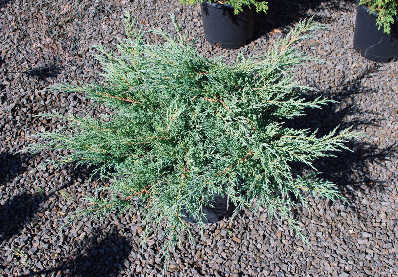 Juniperus chinensis 'Angelica Blue' | Photo: Eshraghi Nursery