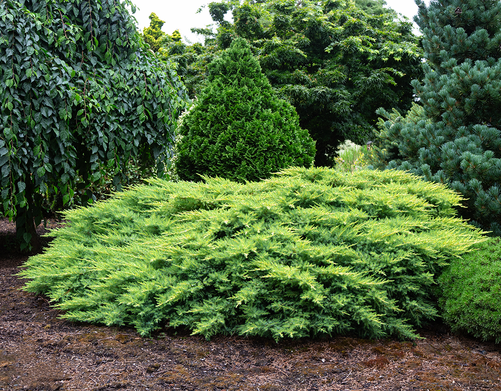 Juniperus chinensis 'Daub's Frosted' courtesy of Iseli Nursery