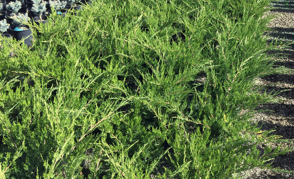 Juniperus chinensis 'Sea Green' Topiary