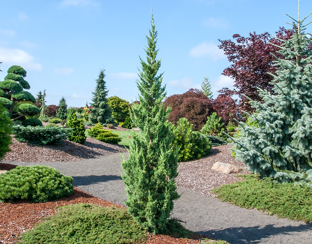 Juniperus chinensis 'Trautman' courtesy of Iseli Nursery