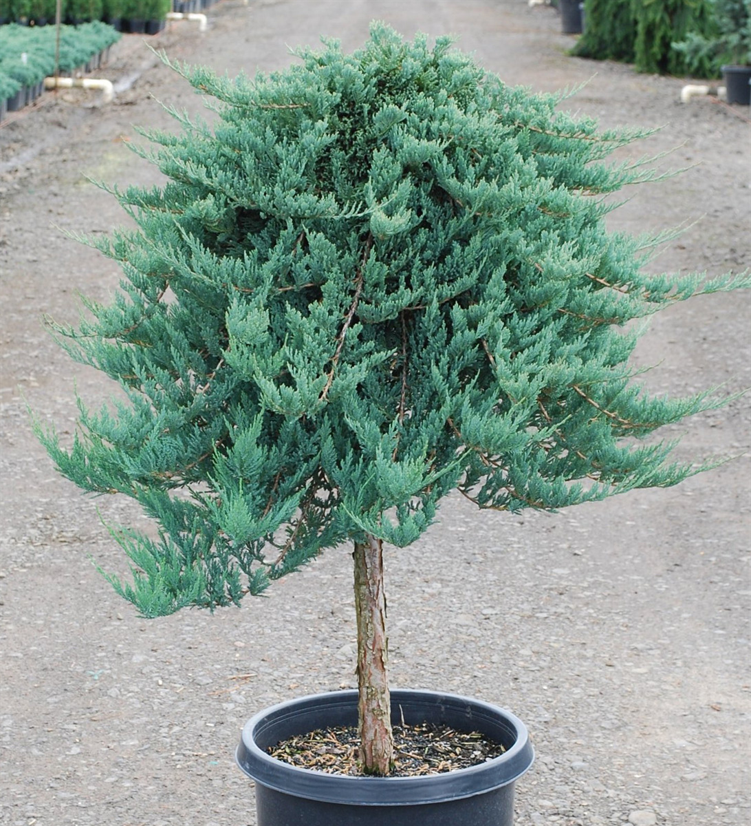 Juniperus horizontalis 'Blue Chip'