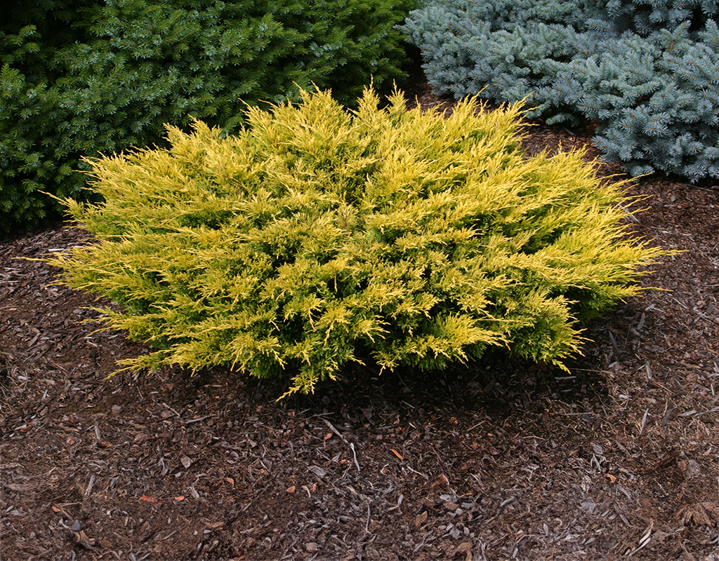 Juniperus horizontalis 'NOSlg' (Limeglow™ Juniper) courtesy of Iseli Nursery
